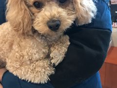 -艾贝尔宠物医院·24H转诊中心·肿瘤猫专科(江宁双龙店)
