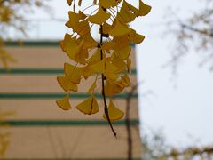 -三里屯东五街银杏大道