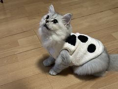 -瑞鹏宠物医院·骨科·猫科·内科(第一中心)