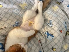 -北京赛佳动物医院