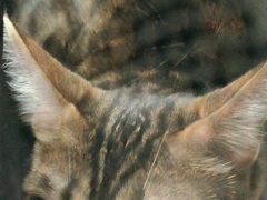 -瑞鹏宠物医院·骨科·猫科·内科(第一中心)