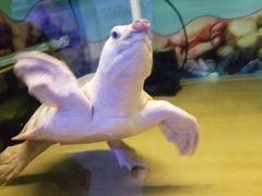 -上海大自然野生昆虫馆(东方明珠·爬宠昆虫探索中心)