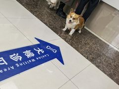 -申普宠物医院·心脏介入·心血管微创(总院)