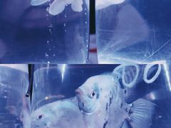 -华声天桥民俗文化园