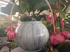 -龙大花卉苗木市场