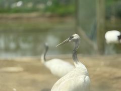 -盐城丹顶鹤湿地生态旅游区