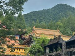 -天目山大树王景区