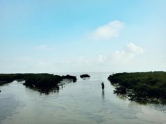 -北海金海湾红树林生态旅游区