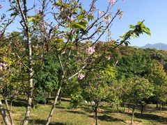 -聚龙山公园