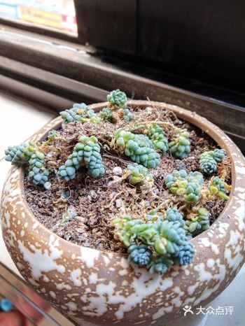 再去撸点肉肉 不是专业养肉户不在乎多么精致