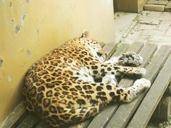 -青藏高原野生动物园