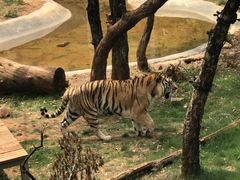-昆明动物园