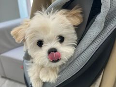 -爱侣宠医·鹦鹉专科·小型哺乳类·异宠专科(灵石路店)