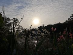 -莲花山公园