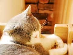 -猫的茶·猫咖