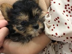 -逗柴咖啡屋·狗咖猫咖宠物桌游