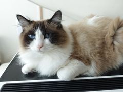 -Catmate·猫肥家润(金润铂宫店)