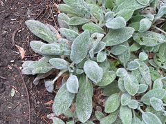 -墨尔本皇家植物园