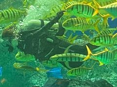 -芜湖新华联大白鲸海洋公园