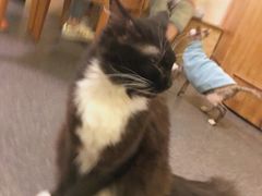 -猫色咖啡·猫咖