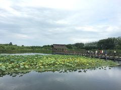 -溱湖国家湿地公园