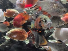 -太平洋海底世界