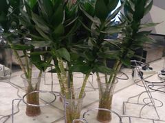 -锦江之星(武汉黄鹤楼复兴路地铁站店)