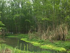 -桤木河湿地公园