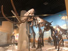 -国家自然博物馆