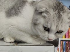 -喵的天空名猫咖啡馆·撸猫·猫舍·用品