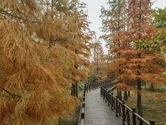 -贡湖湾湿地公园