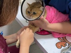 -伟伟宠物医院·瑞派猫友好医院·猫科(光谷店)