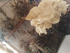 -野草莓自由市场