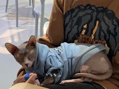 -豆逗聊愈猫阁Easy Life