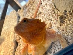 -酷以爬仙阁实体爬宠店·守宫·蜥蜴·专业繁育