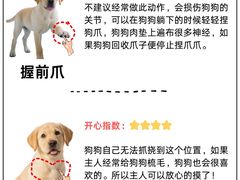-翊宠yipet猫狗购宠庄园