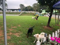 -良成狗狗乐园
