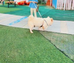 -萌宠亲子动物乐园(槐房万达店)