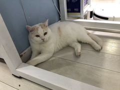 -喵的天空名猫咖啡馆·撸猫·猫舍·用品