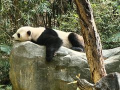 -广州长隆野生动物世界