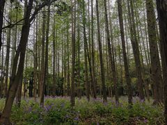 -上海滨江森林公园
