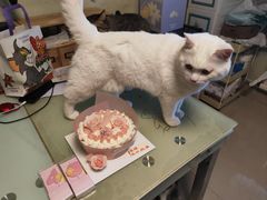 -美联众合动物医院·24h转诊中心