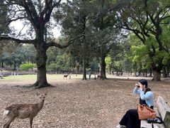 -奈良公园