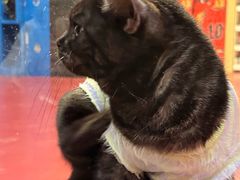 -和它·交个朋友·狗咖猫咖(爱琴海店)