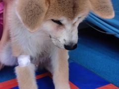 -创凡宠物医院·骨专科  猫科中心(西乡分院)