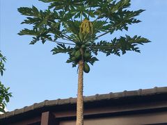 -亚龙湾红树林度假酒店御粤阁