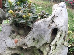 -森居forest休闲咖啡聚集地