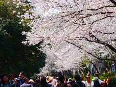 -武汉大学-樱园