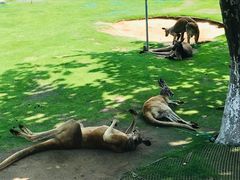 -西霞口神雕山野生动物世界