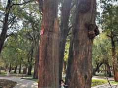 -北京市劳动人民文化宫(太庙)